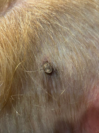 🪲 Ce que j’ai trouvé dans les cheveux d’un enfant… et pourquoi tu devrais y penser aussi