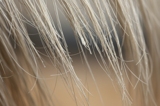 Cheveux Cassants