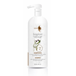 Shampoing à l'huile d'abyssinie et de jojoba